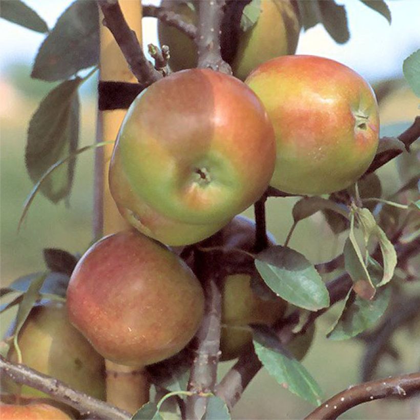 Apfelbaum Priam - Malus domestica (Harvest)