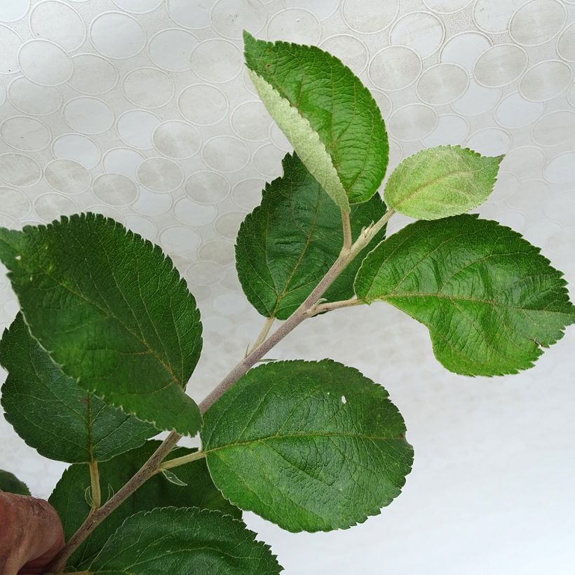 Apfelbaum Rambour d'Hiver - Malus domestica (Foliage)
