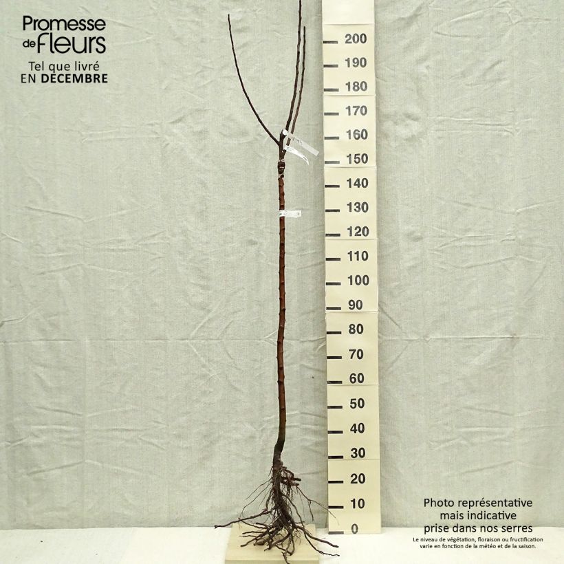 Exemplar von Apfelbaum Rambour d'Hiver - Malus domestica Wurzelnackt, Halbstamm wie im Winter geliefert