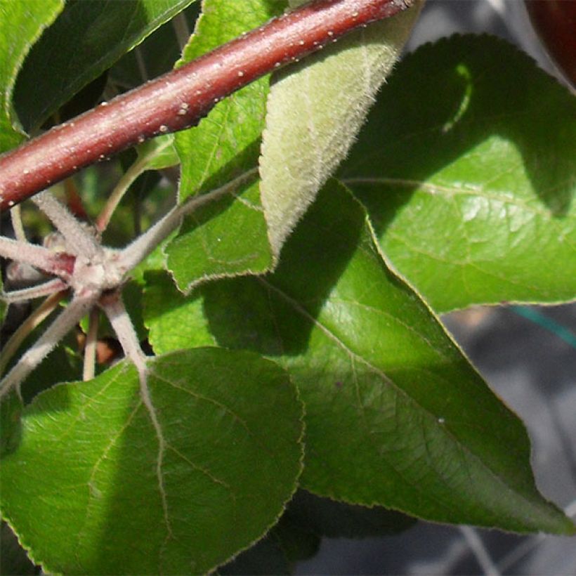Apfelbaum Red Love - Malus domestica (Foliage)