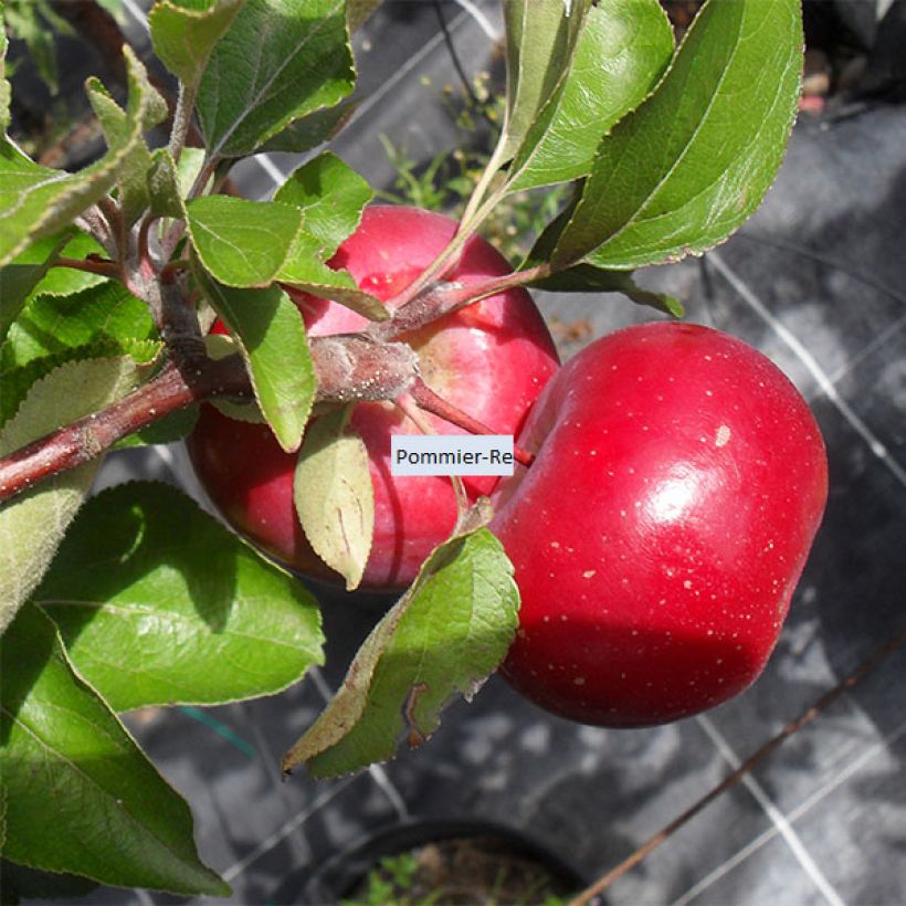 Apfelbaum Red Love - Malus domestica (Harvest)