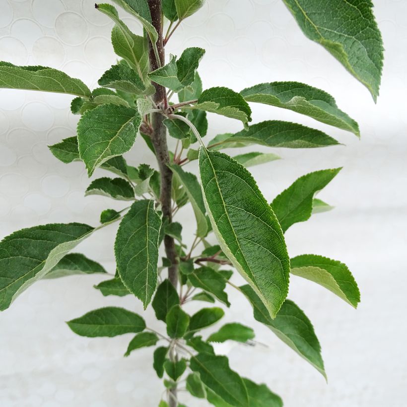 Apfelbaum Regali - Malus domestica (Foliage)