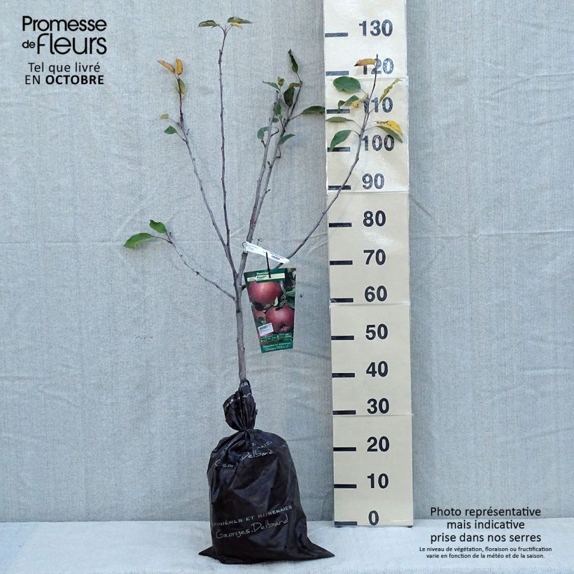 Example of Apfelbaum Regali - Malus domestica Plug "Fertig-zum-Pflanzen", Gobelet-Form as you get in automne