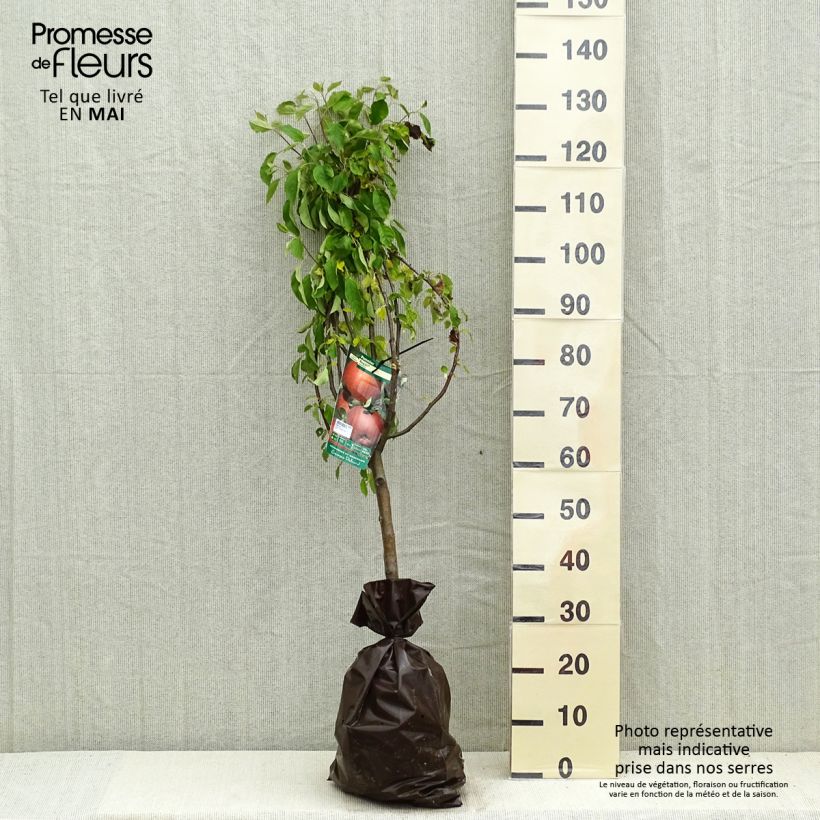 Exemplar von Apfelbaum Regali - Malus domestica Plug "Fertig-zum-Pflanzen", Gobelet-Form wie im Frühjahr geliefert