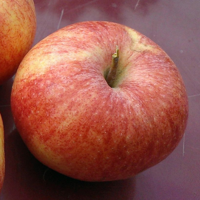 Goldparmäne Reine des Reinettes Bio - Malus domestica (Harvest)