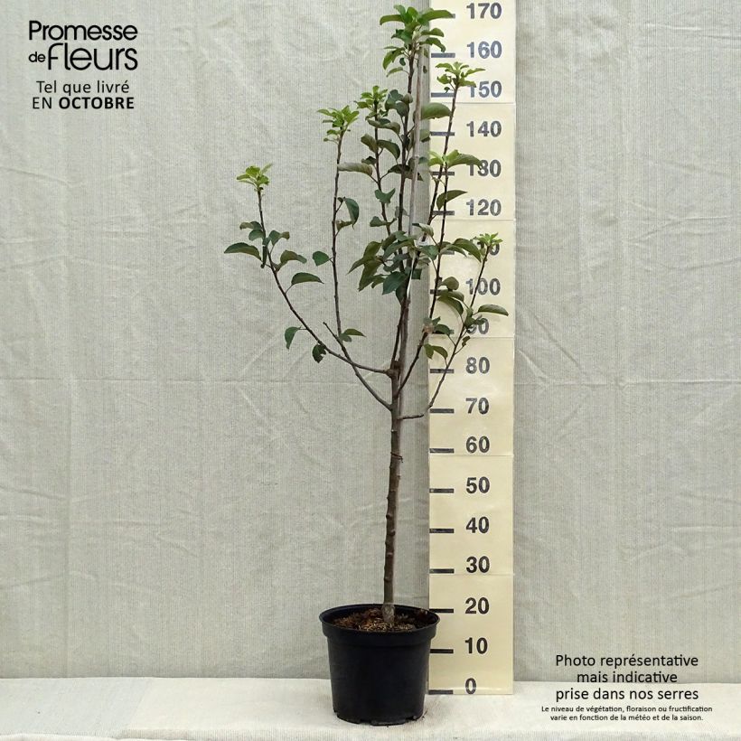 Example of Goldparmäne Reine des Reinettes - Malus domestica Topf mit 7,5L/10L, Gobelet-Form as you get in automne