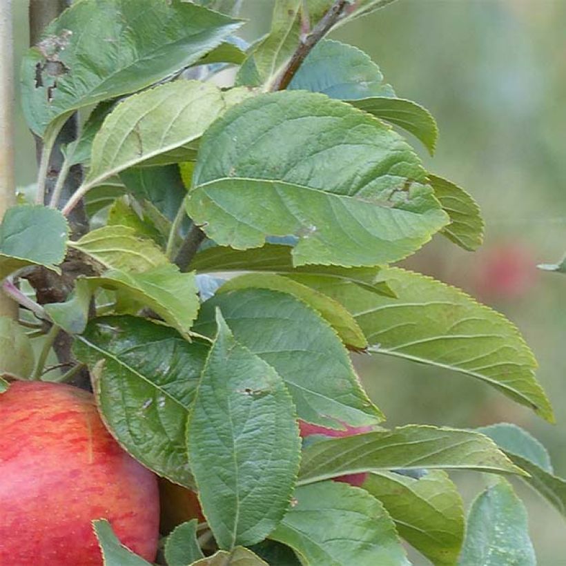 Goldparmäne Reine des Reinettes - Malus domestica (Foliage)
