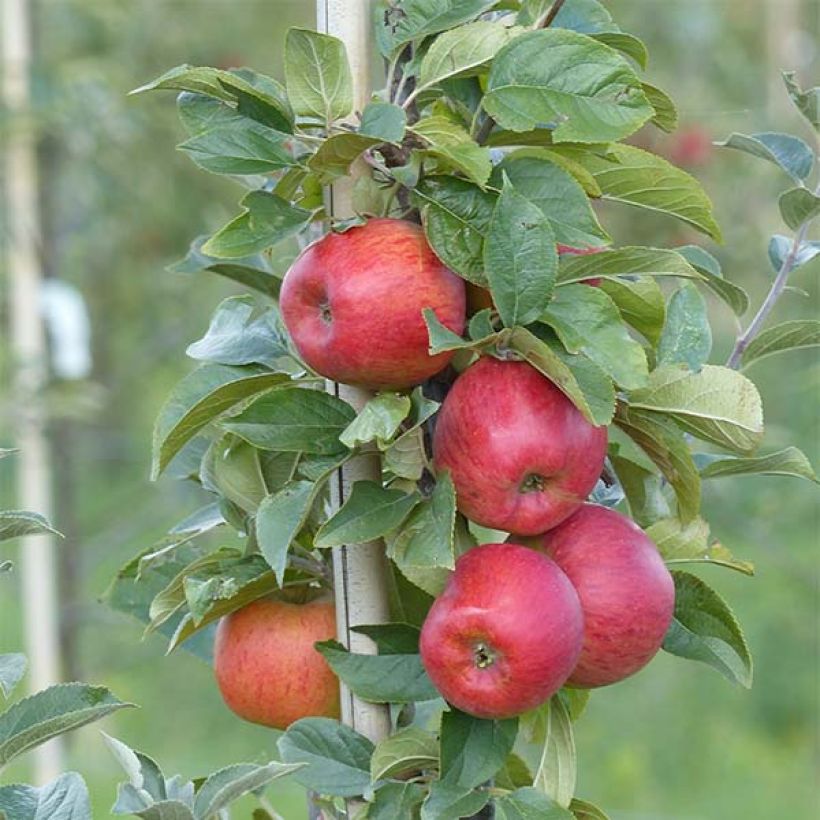 Goldparmäne Reine des Reinettes - Malus domestica (Harvest)