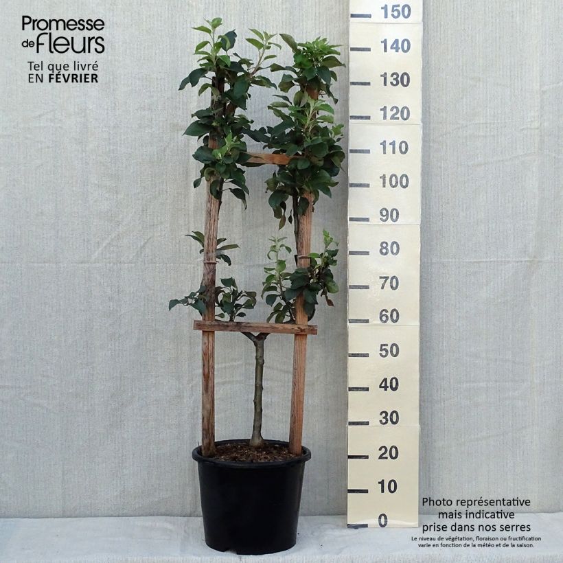 Example of Goldparmäne Reine des Reinettes - Malus domestica Topf mit 12L/15L, Spalierobst einfach U-Form as you get in automne
