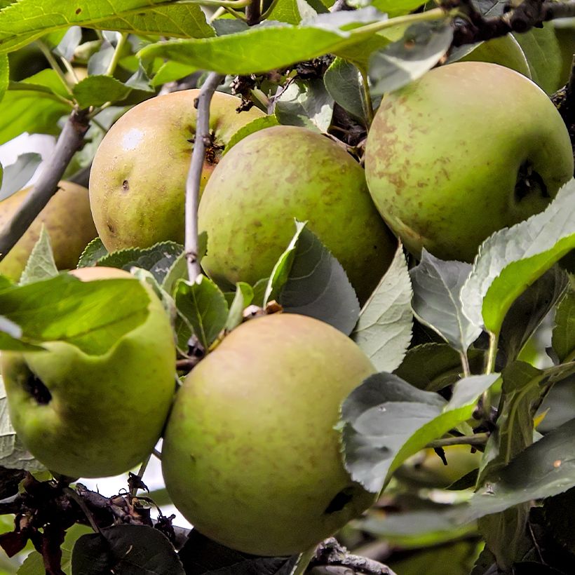 Apfelbaum Reinette Blanche de Chatellerault - Malus domestica (Harvest)