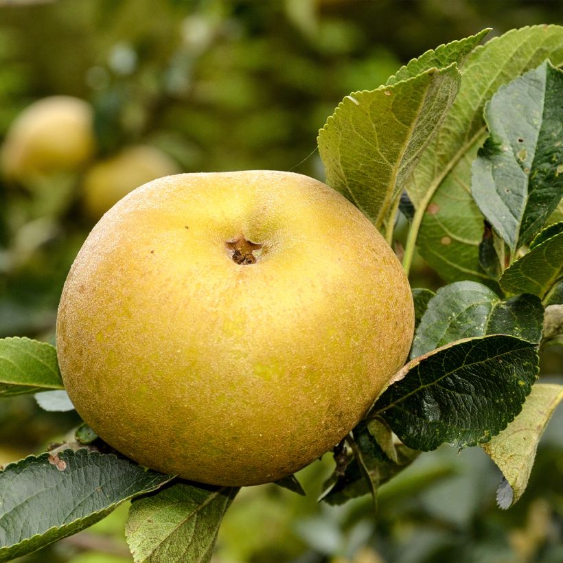 Apfelbaum Reinette Blanche du Canada - Malus domestica (Harvest)