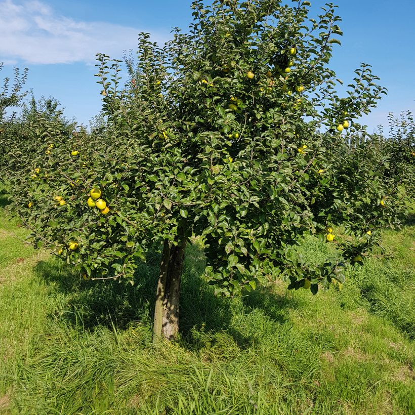 Apfelbaum Reinette Blanche du Canada - Malus domestica (Plant habit)