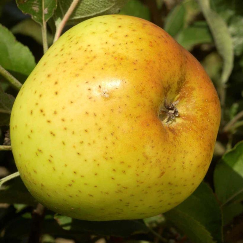 Apfelbaum Reinette Clochard - Malus domestica (Harvest)