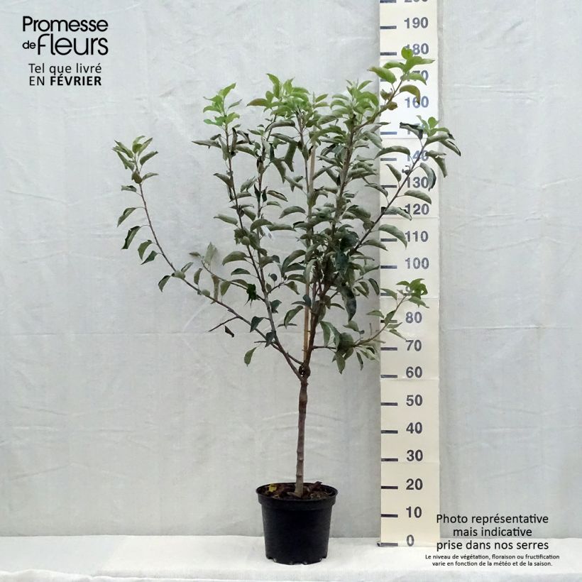 Example of Apfelbaum Reinette Clochard - Malus domestica Topf mit 7,5L/10L, Gobelet-Form as you get in automne