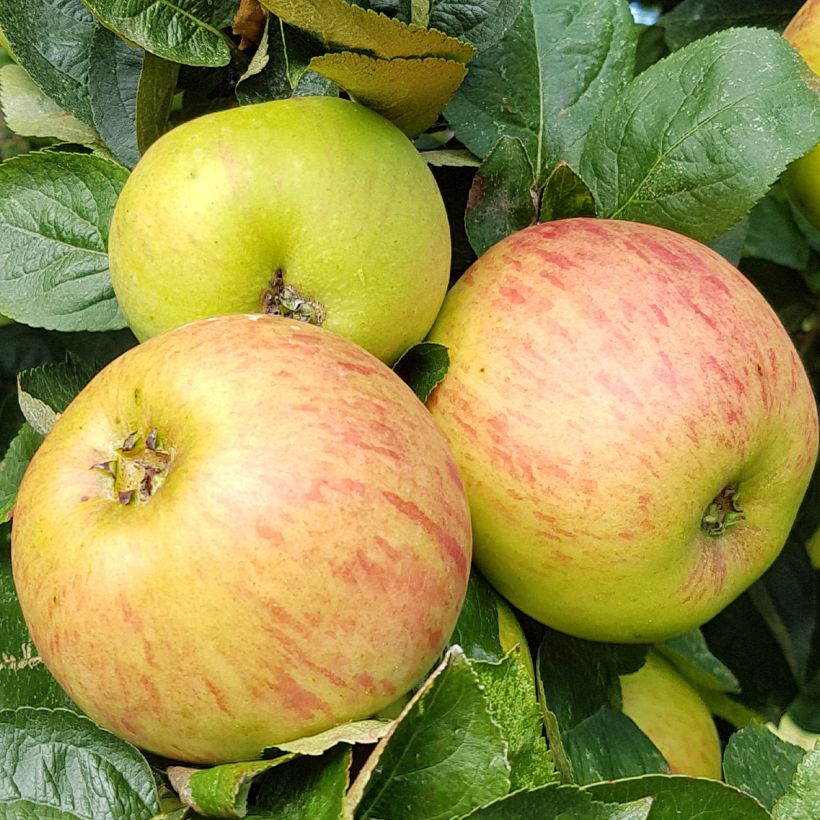Apfelbaum Reinette De France - Malus domestica (Harvest)