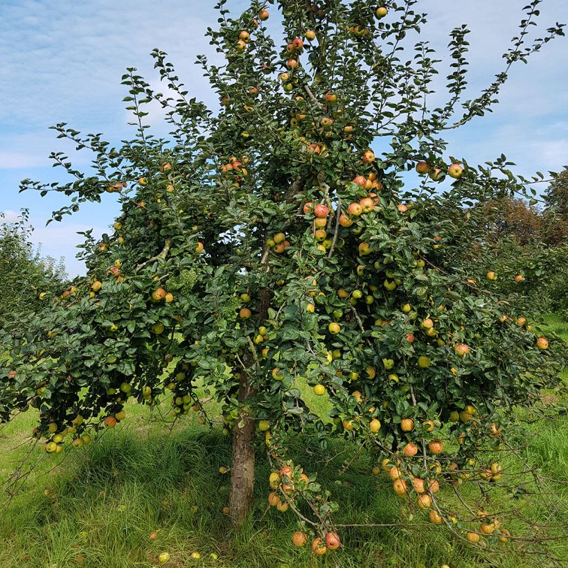 Apfelbaum Reinette De France - Malus domestica (Plant habit)