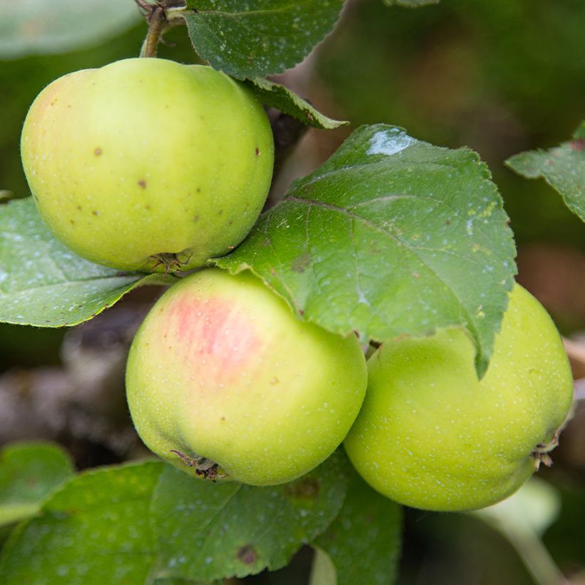 Apfelbaum Reinette d'Anjou Bio - Malus domestica (Harvest)