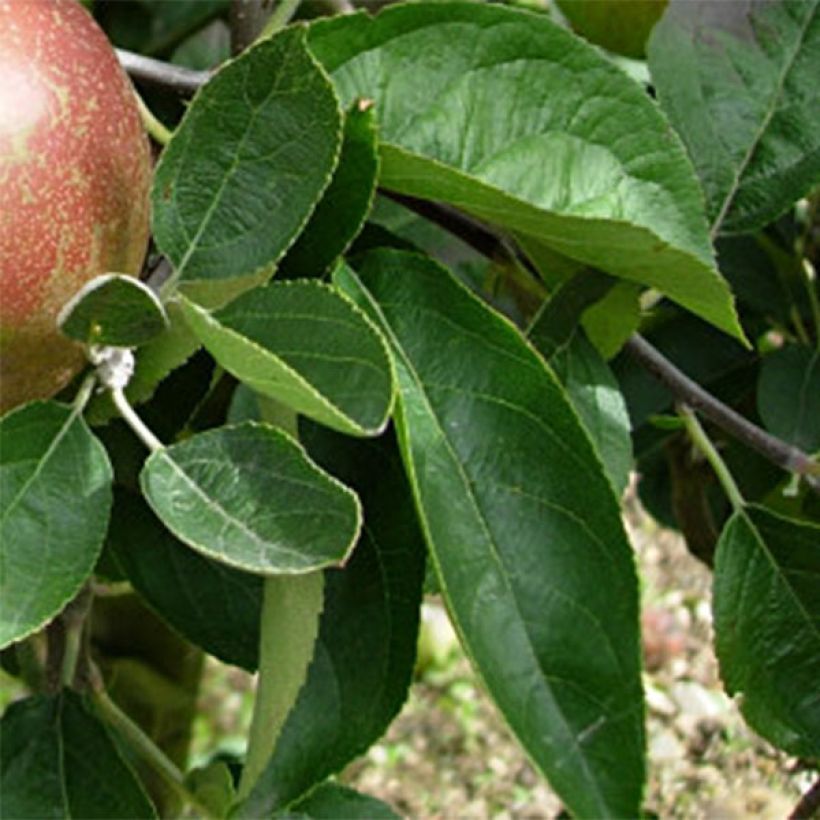 Apfelbaum Reinette d'Armorique - Malus domestica (Foliage)