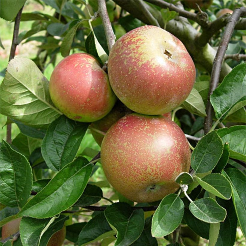 Apfelbaum Reinette d'Armorique - Malus domestica (Harvest)