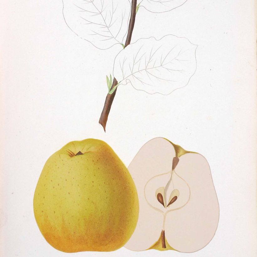 Apfelbaum Reinette de Brive Bio - Malus domestica (Harvest)
