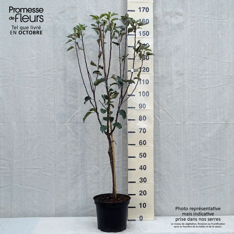 Example of Apfelbaum Reinette de Brive - Malus domestica Topf mit 7,5L/10L, Gobelet-Form as you get in automne