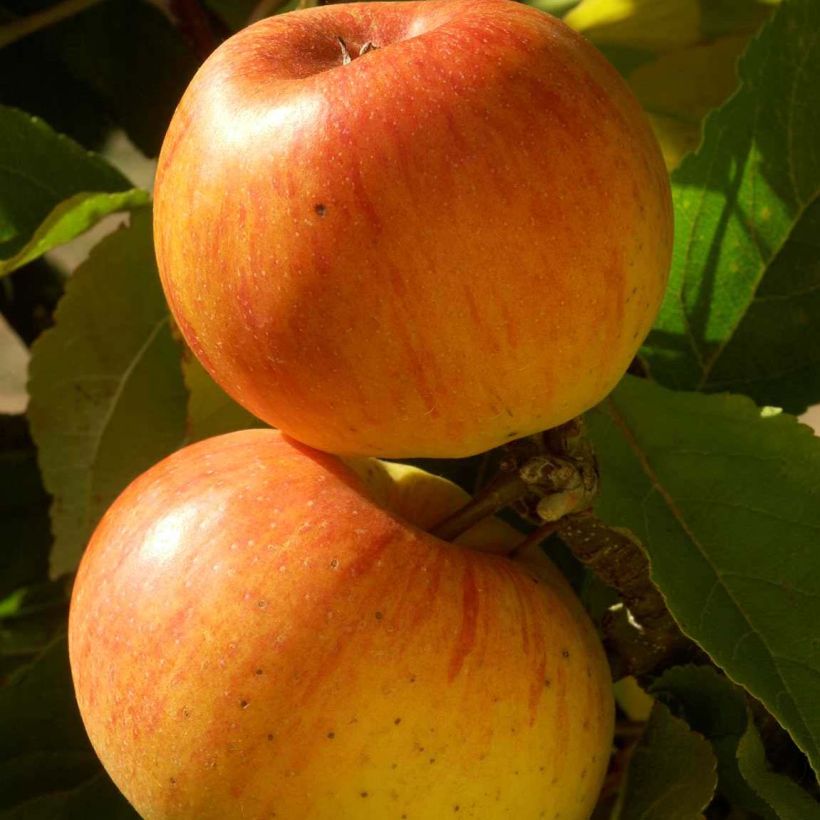 Apfelbaum Reinette de Caux - Malus domestica (Harvest)