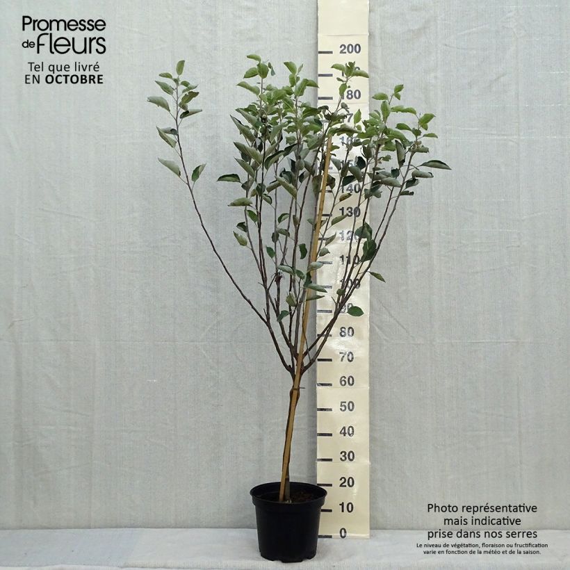 Example of Apfelbaum Reinette de Caux - Malus domestica Topf mit 7,5L/10L, Gobelet-Form as you get in automne