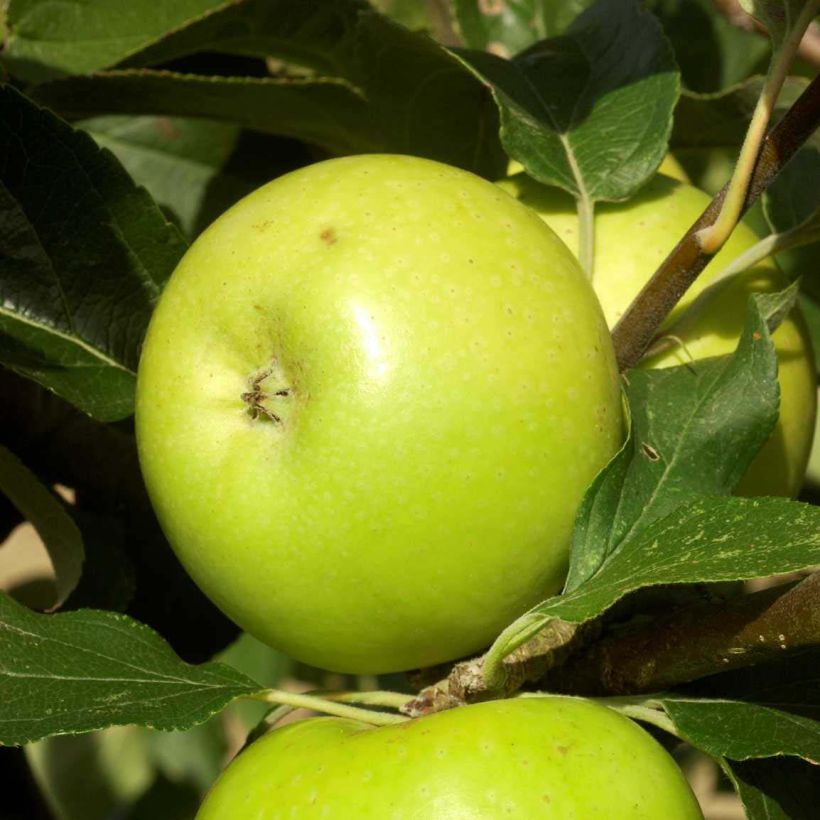Apfelbaum Reinette du Mans - Malus domestica (Harvest)