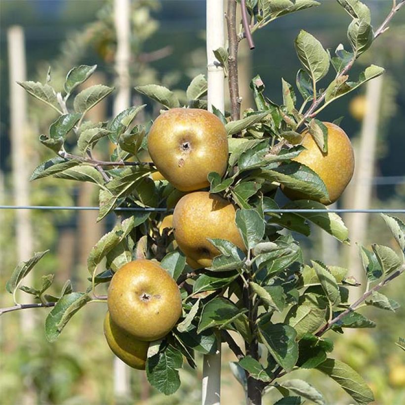Apfelbaum Reinette grise du canada - Malus domestica (Harvest)