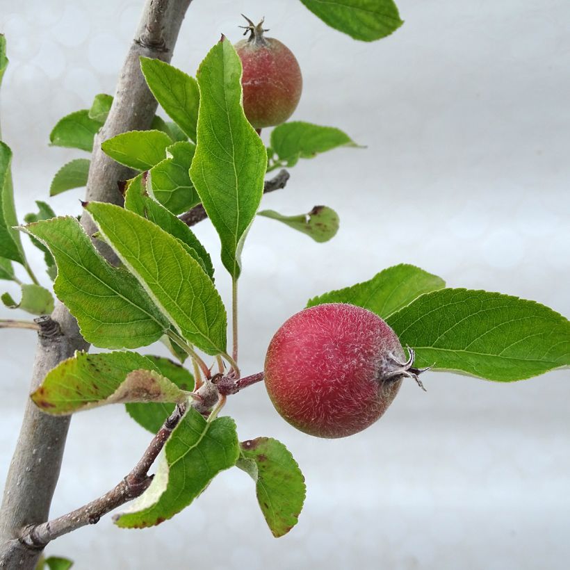 Apfelbaum Royal Gala - Malus domestica (Foliage)
