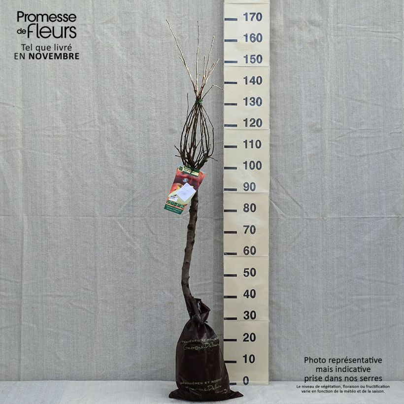 Example of Apfelbaum Royale Delbard delfloga - Malus domestica Plug "Fertig-zum-Pflanzen", Gobelet-Form as you get in automne