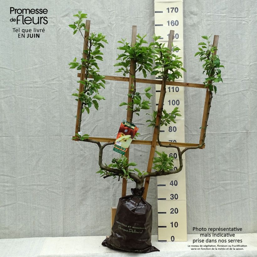 Exemplar von Apfelbaum Royale Delbard delfloga - Malus domestica Plug "Fertig-zum-Pflanzen", Spalierobst doppelte U-Form wie im Frühjahr geliefert