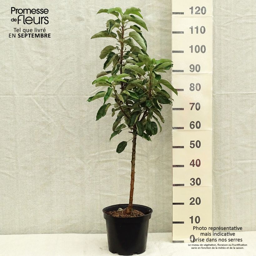 Example of Säulenapfel Sonate cov - Malus domestica Topf mit 7,5L/10L, Säulenförmig as you get in automne