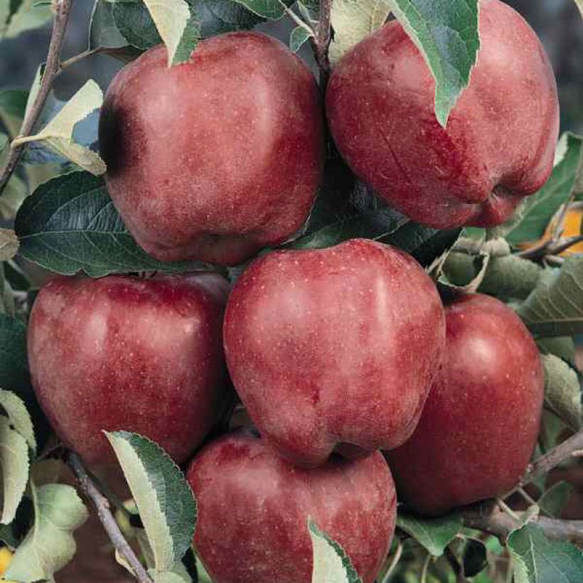 Apfelbaum Starking Delicious - Malus domestica (Harvest)