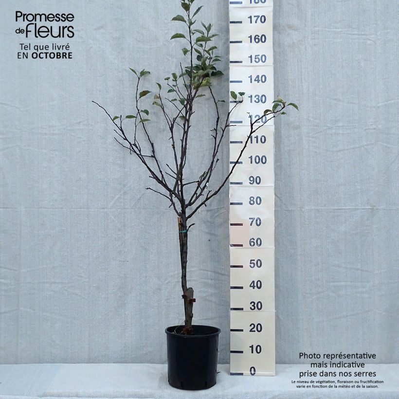 Example of Apfelbaum Starking Delicious - Malus domestica Topf mit 7,5L/10L, Halbstamm as you get in automne
