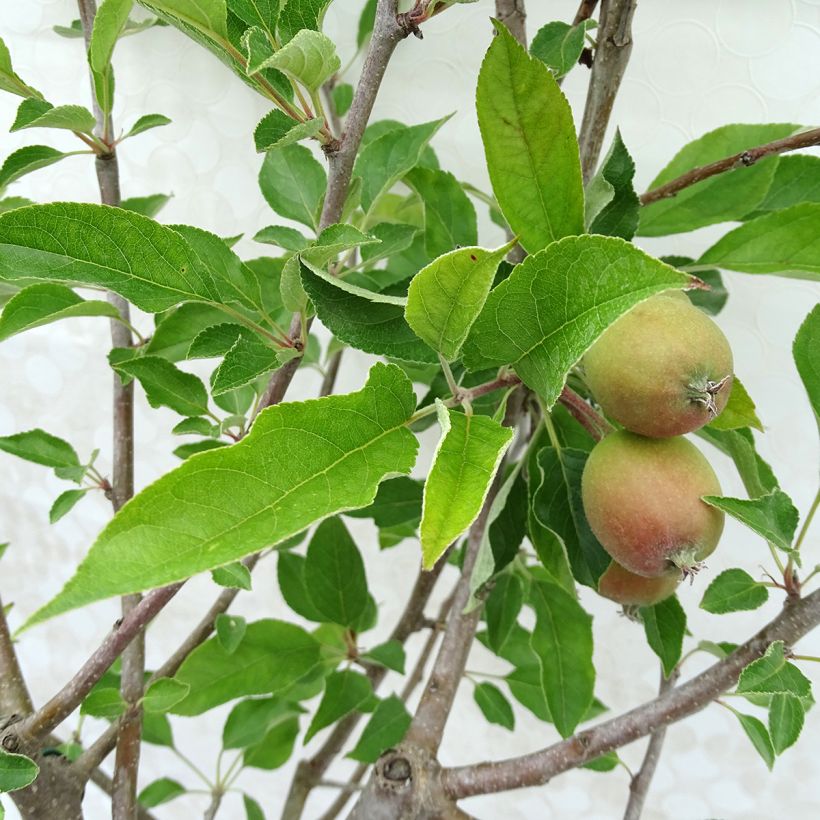 Apfelbaum Tentation - Malus domestica (Foliage)