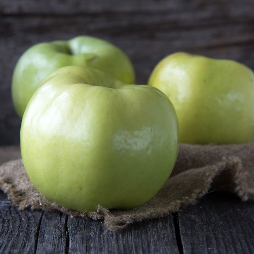 Weißer Klarapfel Transparente Blanche Bio - Malus domestica (Harvest)