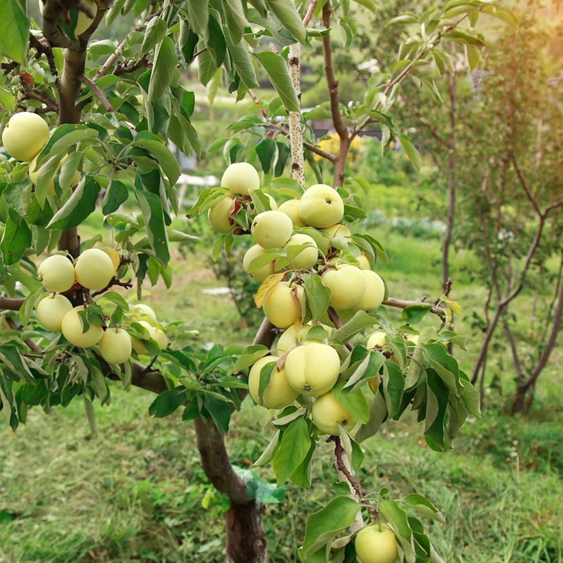 Weißer Klarapfel Transparente Blanche Bio - Malus domestica (Plant habit)