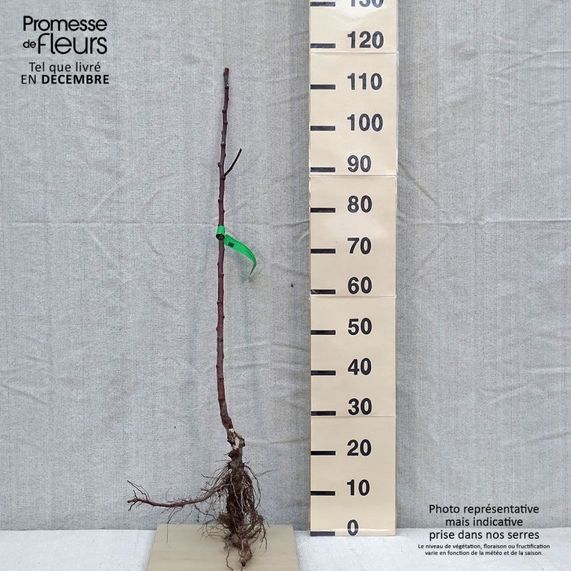 Example of Klarapfelbaum Transparente de Croncels Bio - Malus domestica Wurzelnackt, Heister as you get in hiver