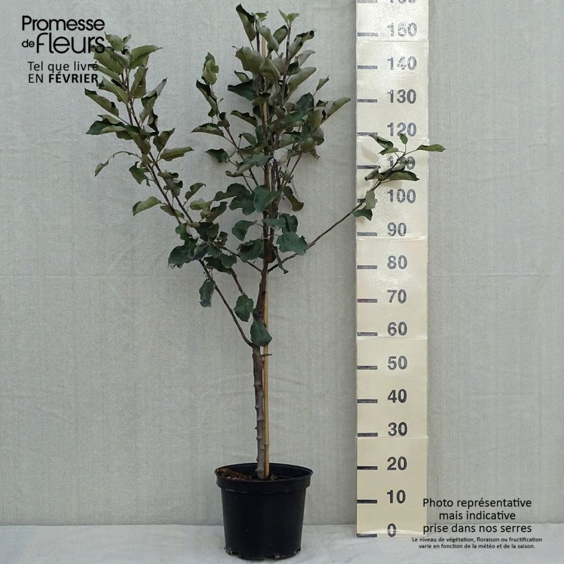 Example of Klarapfelbaum Transparente de Croncels - Malus domestica Topf mit 7,5L/10L, Gobelet-Form as you get in automne