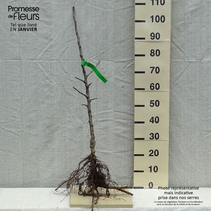 Example of Apfelbaum Winston Bio - Malus domestica Wurzelnackt, Heister as you get in hiver