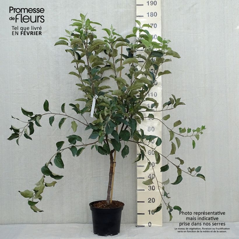 Example of Apfelbaum Winter Banana - Malus domestica Topf mit 7,5L/10L, Gobelet-Form as you get in automne