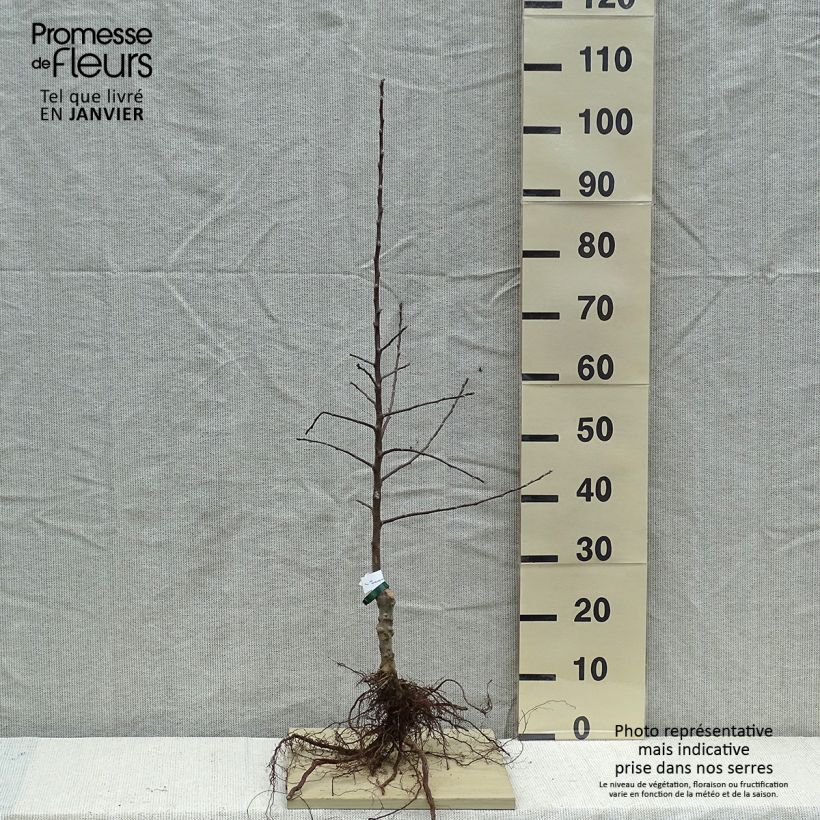 Example of Apfelbaum Douce Moën - Malus domestica Wurzelnackt, Heister as you get in hiver