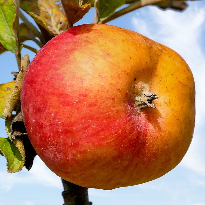 Apfelbaum Douce Moën - Malus domestica (Harvest)