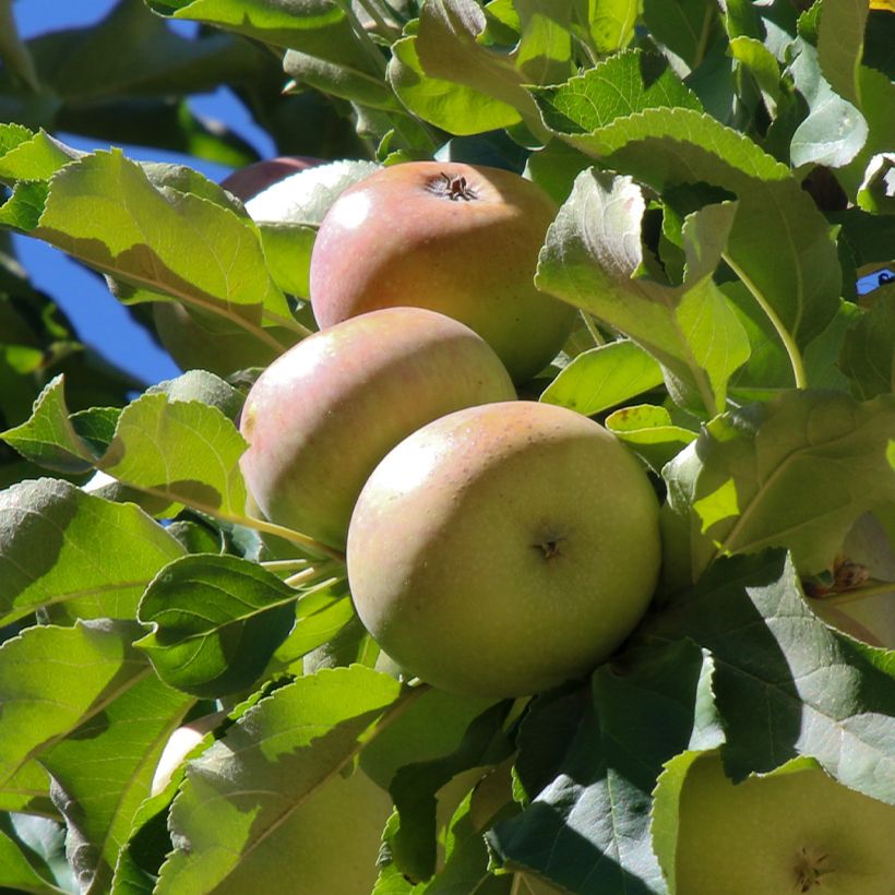 Apfelbaum Locard vert - Malus domestica (Harvest)