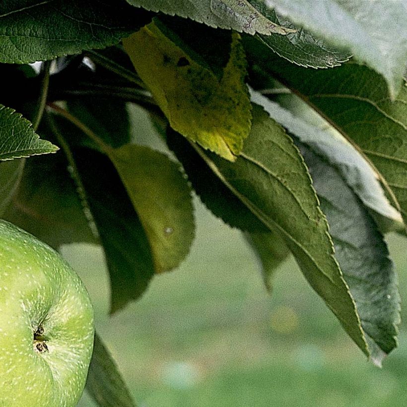 Säulenapfel Amboise Delcogra - Malus domestica (Foliage)