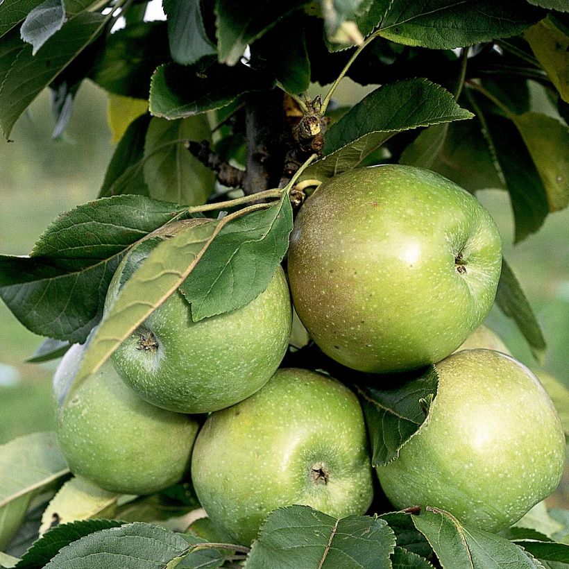 Säulenapfel Amboise Delcogra - Malus domestica (Harvest)