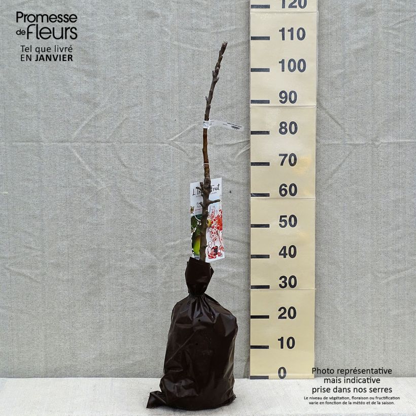 Exemplar von Säulenapfel Amboise Delcogra - Malus domestica Plug "Fertig-zum-Pflanzen", Säulenförmig wie im Winter geliefert