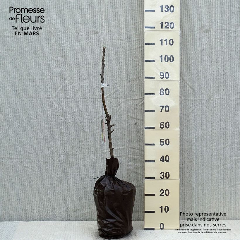 Exemplar von Säulenapfel Amboise Delcogra - Malus domestica Plug "Fertig-zum-Pflanzen", Säulenförmig wie im Frühjahr geliefert