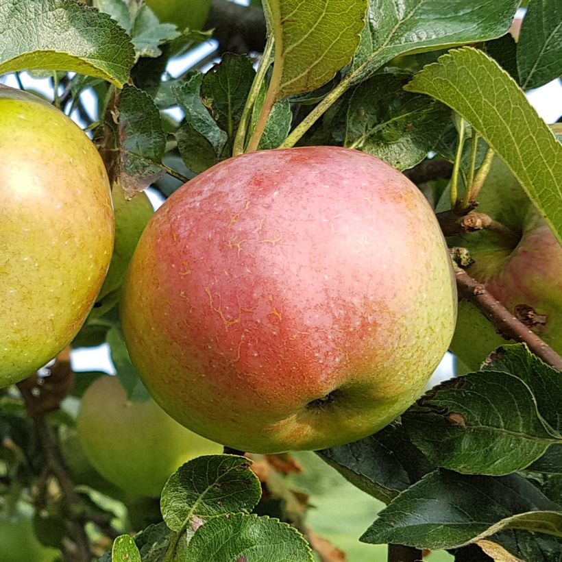 Säulenapfel Azay-Le-Rideau - Malus domestica (Harvest)